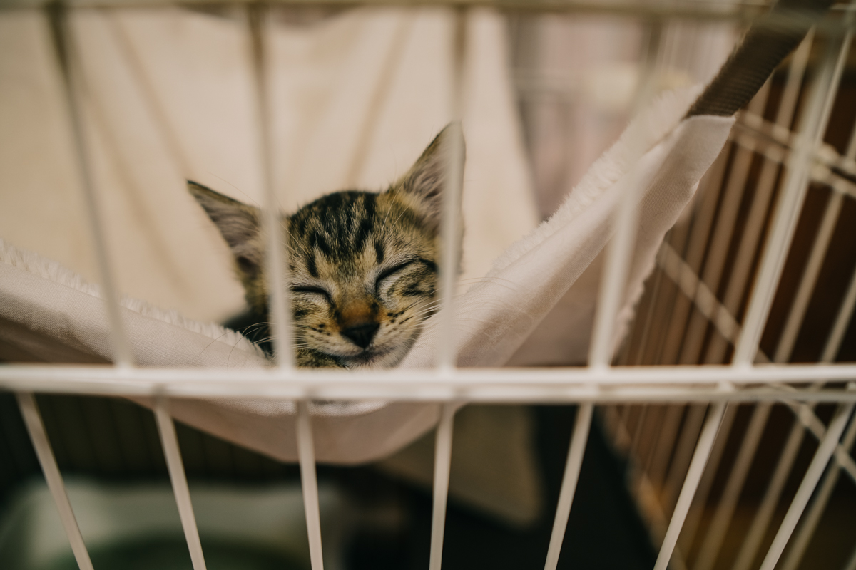 ケージのハンモックで眠る子猫｜Sigma 16mm F1.4 f1.4作例