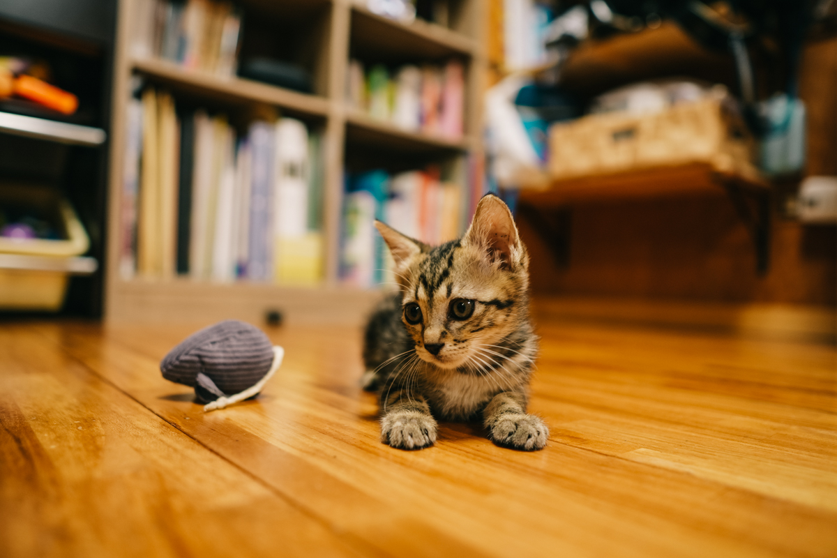 フローリングでおもちゃと遊ぶ子猫｜Sigma 16mm F1.4 f1.4作例
