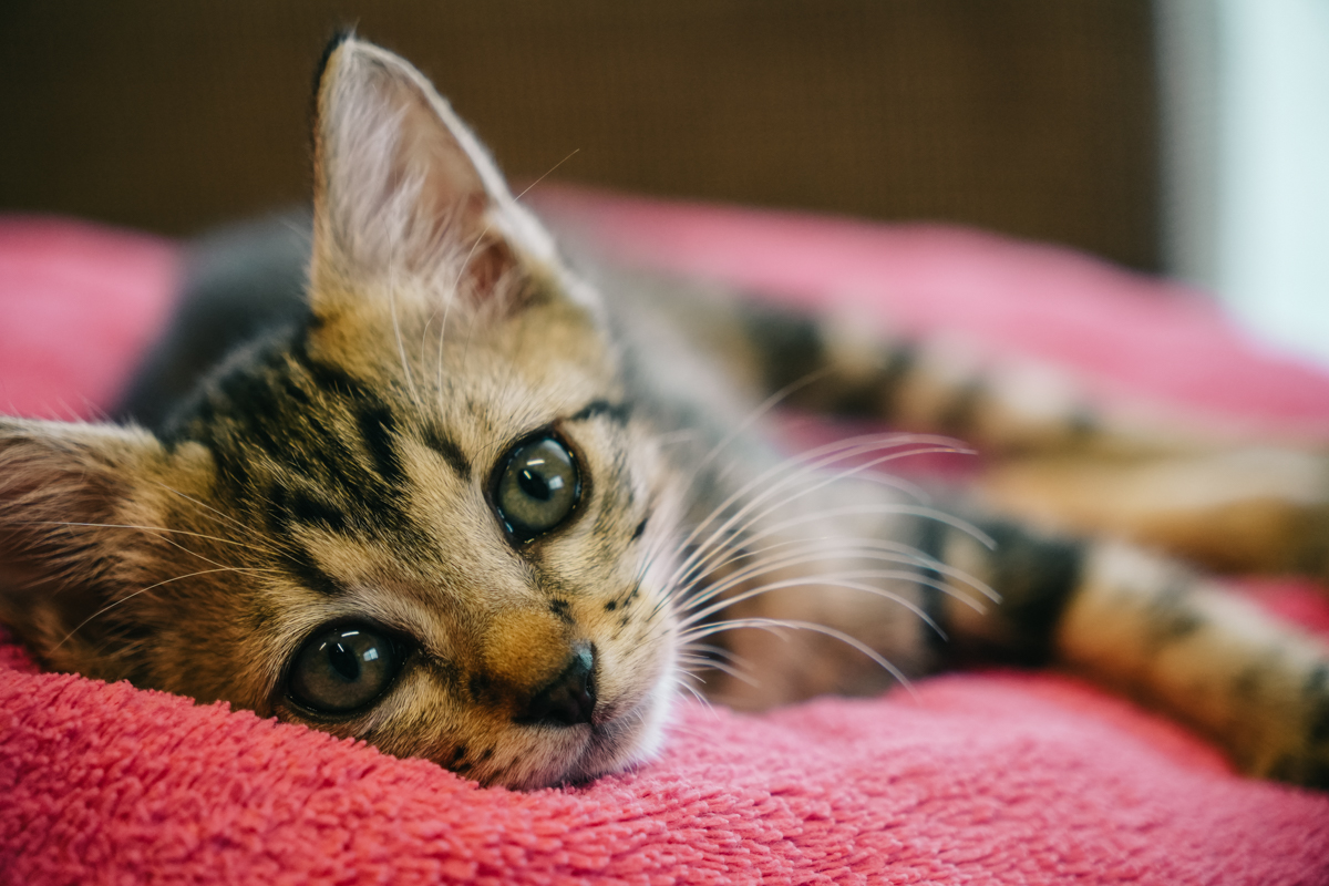赤いタオルの上で横になる子猫の顔のクローズアップ｜Sigma 18-50mm F2.8 近距離作例
