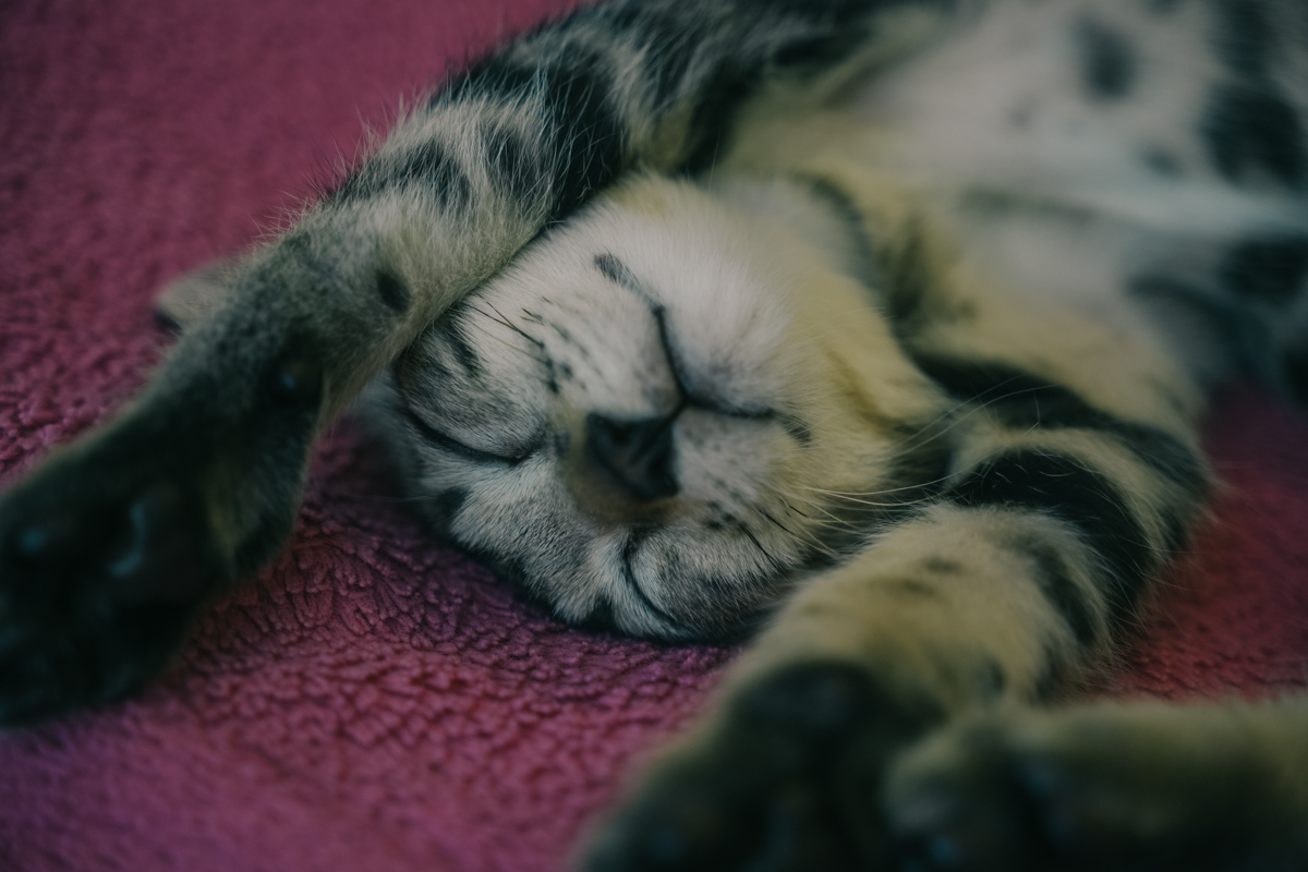 赤いタオルの上で眠る子猫｜Sigma 18-50mm F2.8 日常スナップ作例