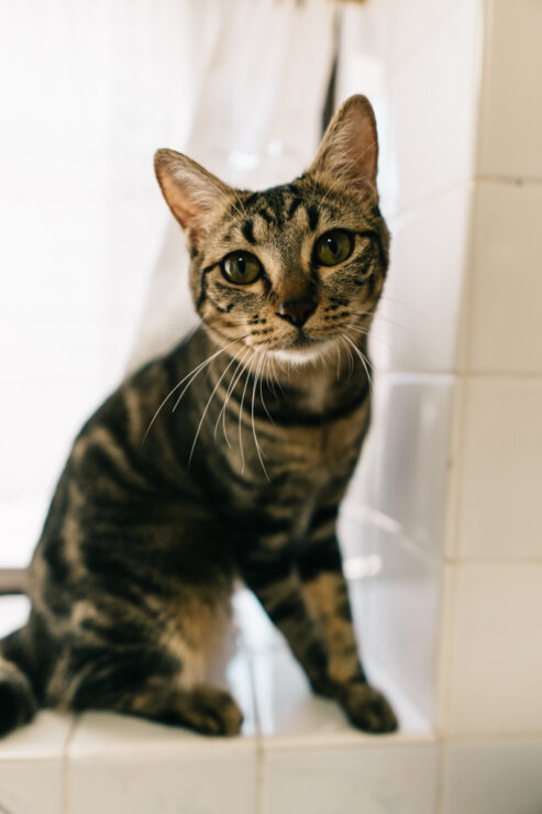 カーテン前で正面を向く猫｜Sigma 16mm F1.4 室内ポートレート