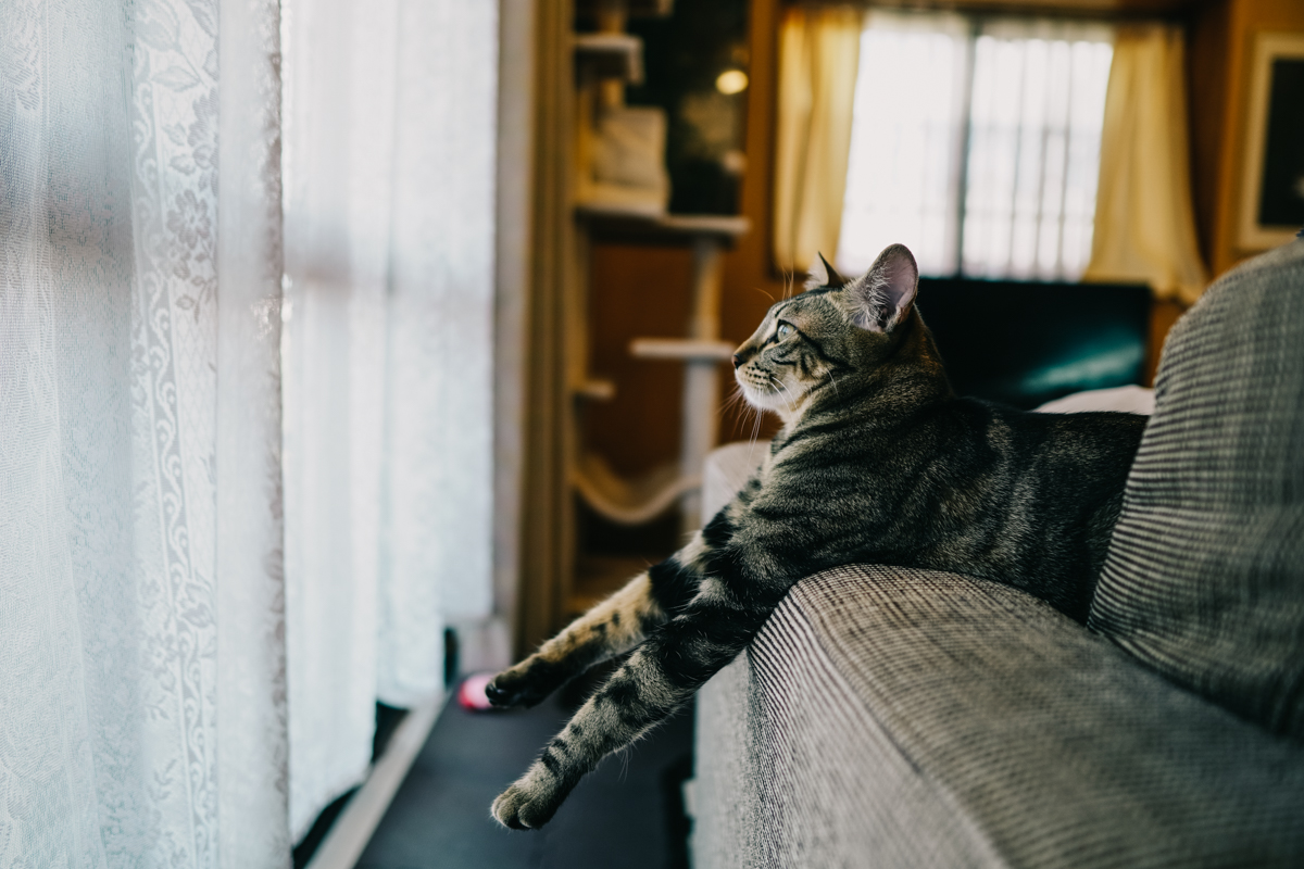 ソファの背もたれから窓の外を眺める猫｜Sigma 16mm F1.4 逆光室内